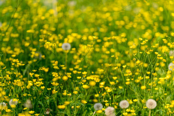 Discover the Vibrant Wildflower Meadow in Full Bloom A True Celebration of Natures Beauty