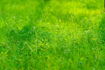 A beautiful, vibrant lush green grass field illuminated by pleasant natural light