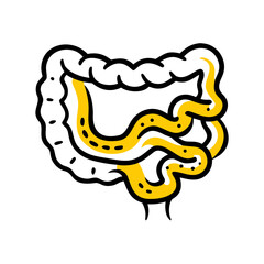 Intestine Line Art for Anatomy Illustration