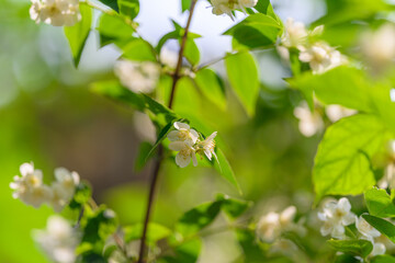 Obraz premium Delicate White Flowers Beautifully Set Against Lush Green Foliage for a Striking Contrast