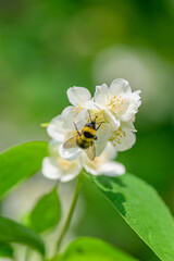 A Bee Busily Pollinating Vibrant White Jasmine Flowers in a Beautiful Green Outdoor Setting