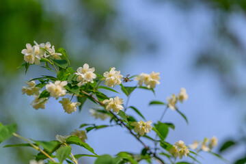 A Delicate White Flowering Plant on a Soft Blue Background, Inviting Calmness and Peace