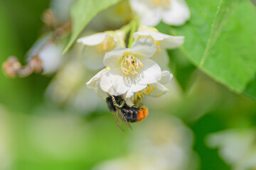 A bee is busy pollinating a colorful blossom in natures diverse and captivating ecosystem
