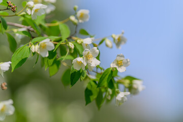 Delicate White Flowers and Lush Green Foliage Under a Bright Blue Sky Filled with Light