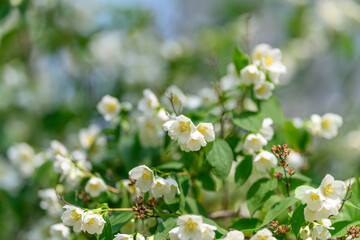 The Beautifully Blooming Jasmine Flowers Captured in Natural Light of Natures Splendor