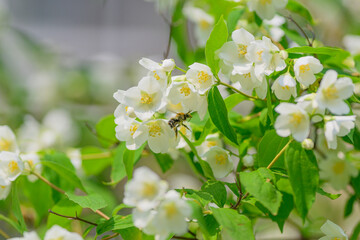 Exquisite and Beautiful White Jasmine Flowers Gracefully with a Bee Pollinating Nearby