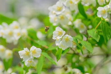 Delicate White Flowers with a Bee buzzing around in a Blooming and Vibrant Garden