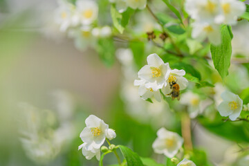 Captivating Blossoming Flowers Accompanied by a Buzzing Bee in a Lush, Vibrant Garden