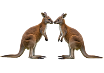 Isolated Pair of Two Kangaroos Together Touching Noses Wildlife Mammals Standing Up Animal