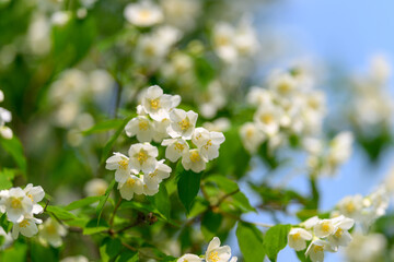Blooming White Flowers Majestically Against a Beautiful Blue Sky That Inspires Serenity