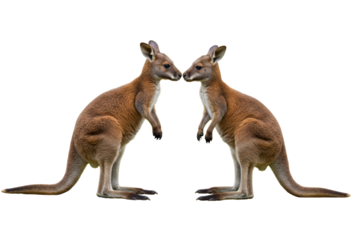 Isolated Pair of Two Kangaroos Together Touching Noses Wildlife Mammals Standing Up Animal