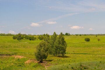 Fototapeta premium A Beautiful Lush Green Landscape Featuring Sparse Trees Under a Bright Clear Blue Sky