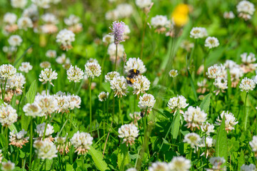 Obraz premium A Beautiful Meadow Filled with Colorful Clover and Important Pollinators Buzzing Around