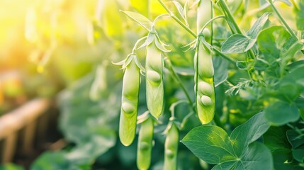 Obraz premium Pea plants with pods in sunlight growing in garden