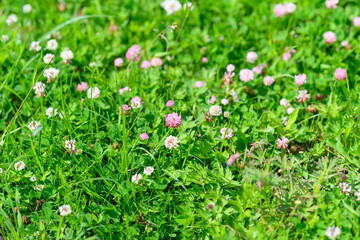 A Vibrant Field Filled with Exquisite and Beautiful Clover Blossoms in the Spring Season