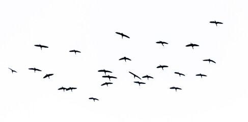 A flock of birds flying in the sky isolated on a white background.