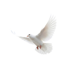 Fototapeta premium white dove flying