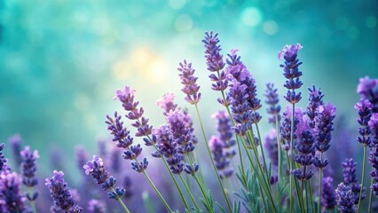 Fototapeta premium Dense purple lavender blooms in clusters on a soft light teal background