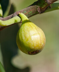 Ripe fig fruit on a tree branch. Close-up
