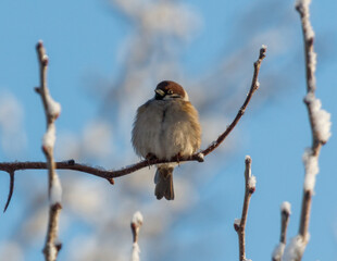 A bird is sitting on a branch covered in snow