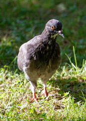 A pigeon is standing in the grass