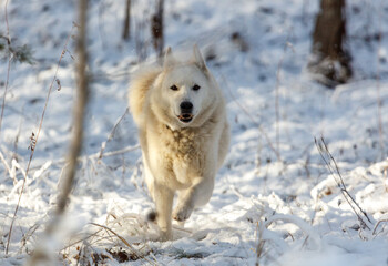 A white dog is running through the snow