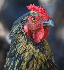 A chicken with a red beak and yellow eyes