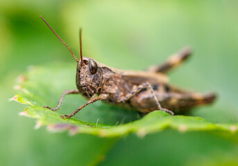 A brown bug is on a leaf