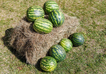A bunch of watermelons are on top of a hay bale