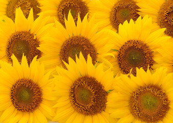 Obraz premium Sunflowers close up background