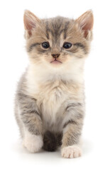 Obraz premium Cute tabby kitten sitting isolated on white background