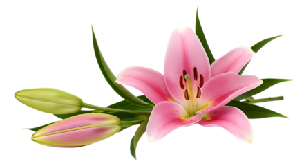 Pink lily flower and buds isolated on transparent background