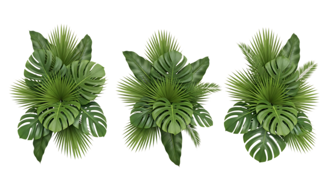 Three tropical monstera plant arrangements isolated on transparent background