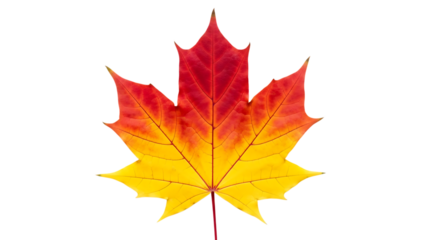 Vibrant red and yellow maple leaf isolated on transparent background