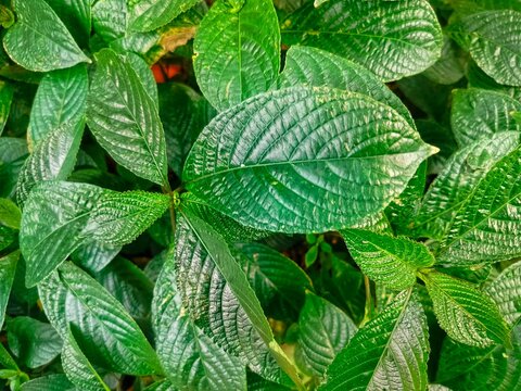 Background of Strobilanthes crispus leaves and twigs.
