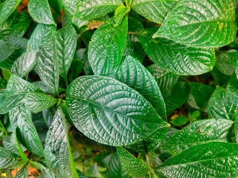 Background of Strobilanthes crispus leaves and twigs.