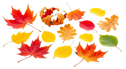 Collection of colorful autumn leaves isolated on transparent background