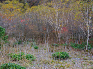 紅葉の姥ヶ平