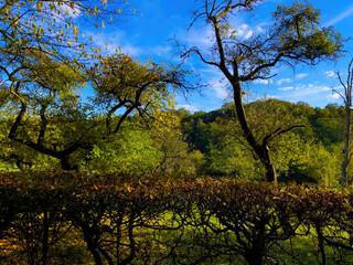 Fall trees landscape in vibrant colors