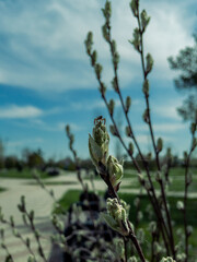 Fototapeta premium Macro photo of tiny spider on the bud of the flower taken in sunny day