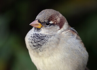 Close-up portrait of a young male house sparrow against dark blurred background. Selective soft focus.