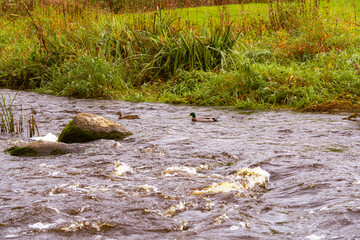 Wild ducks are swimming in a flowing river stream with rocks and green grass vegetation on banks. Natural wildlife scene featuring waterfowl birds in fast-moving water with foam and riverside habitat
