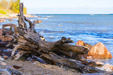 Fototapeta premium Weathered driftwood on a rocky coastal beach with blue sea water and stones in autumn sunlight. Natural seaside landscape featuring an aged tree trunk, boulders and peaceful ocean shoreline scenery.