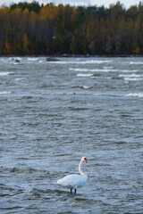 Single white swan standing on wavy sea surface with fall foliage backdrop. Beautiful waterbird wading in natural habitat with autumn coloured woodland shore