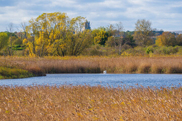 Autumn wetland landscape with golden trees and dry reeds by the lake. Peaceful nature scene with colourful fall foliage reflected in calm water