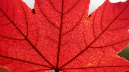 Fototapeta premium Bright Red Autumn Maple Leaf Close Up Showing Veins and Texture