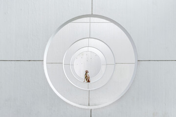Weimaraner Dog Sitting in the Center of an Abstract White Wall with Concentric Circular Openings