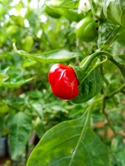 A fresh red pepper hanging from a plant surrounded by lush green leaves.