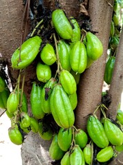 A group of green bilimbi fruits dangling from a tree, surrounded by lush green foliage in the background.