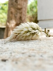 A white celosia argentea flower is positioned on a stone surface, highlighting its delicate petals.